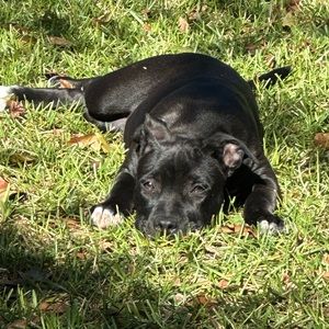 Meet your Posher, Patrice